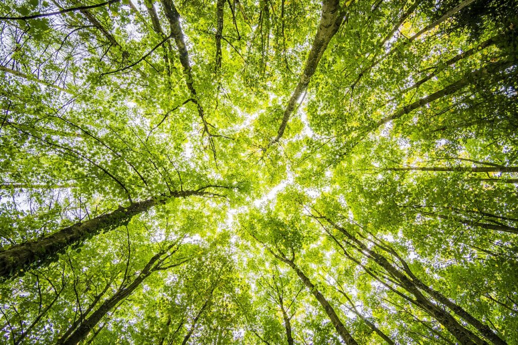 4 Gründe für willhaben: #2 hilf der Umwelt mit willhaben - Blick von unten in Laubbaumkronen